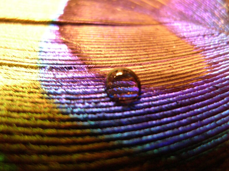 Water droplet on a feather