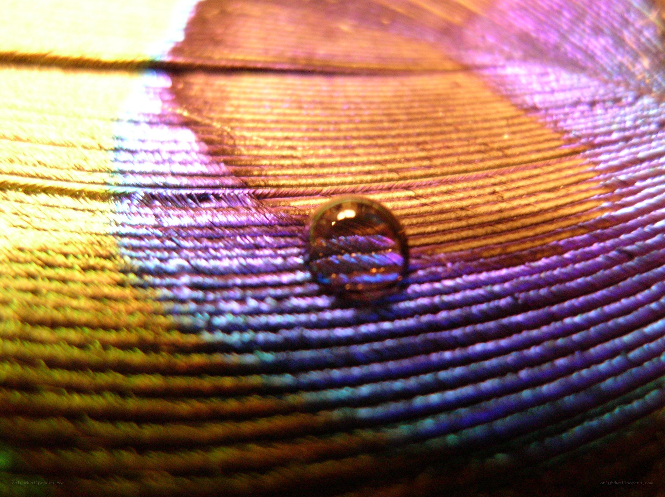 Water droplet on a feather
