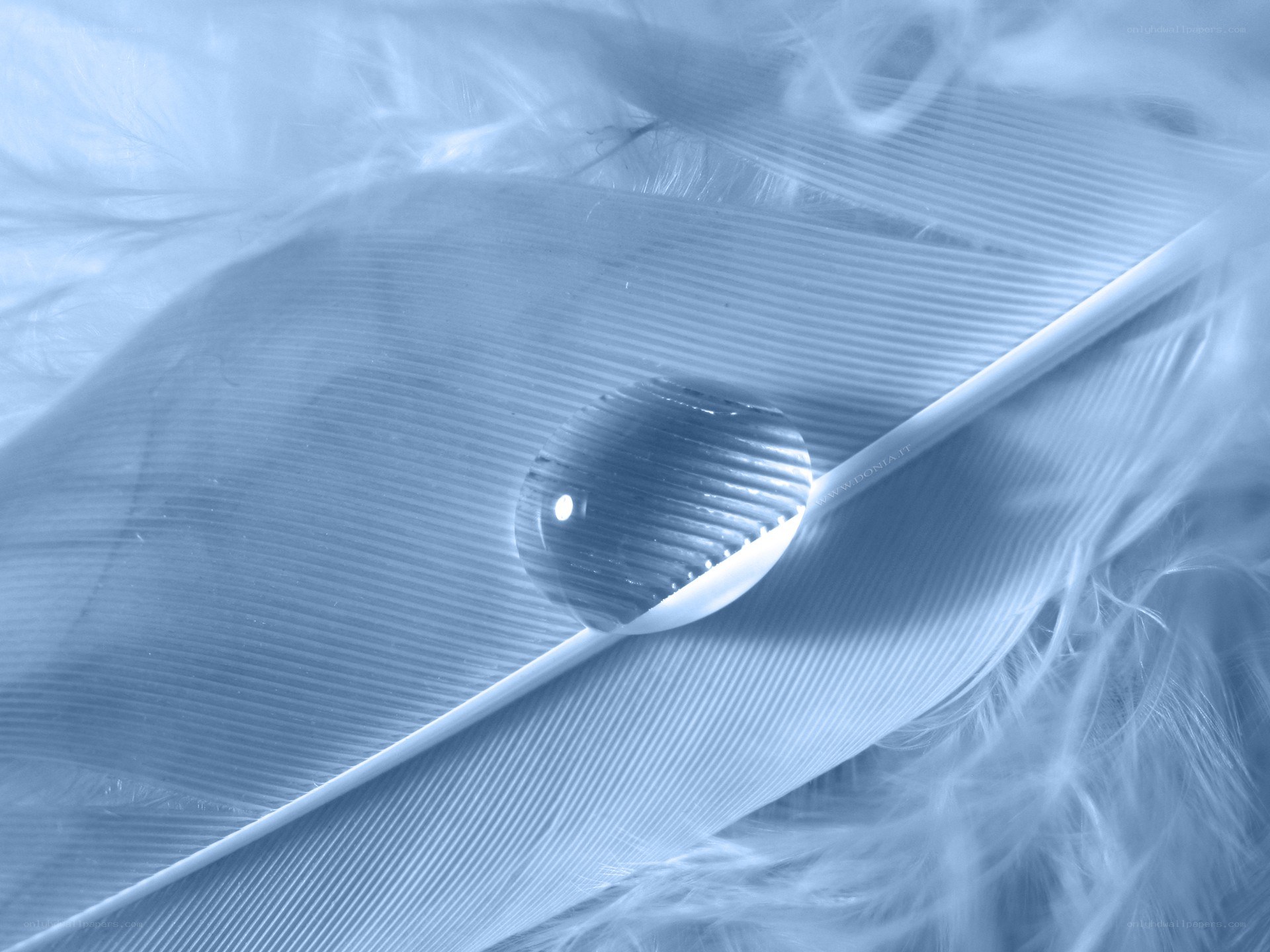 Water droplet on a feather