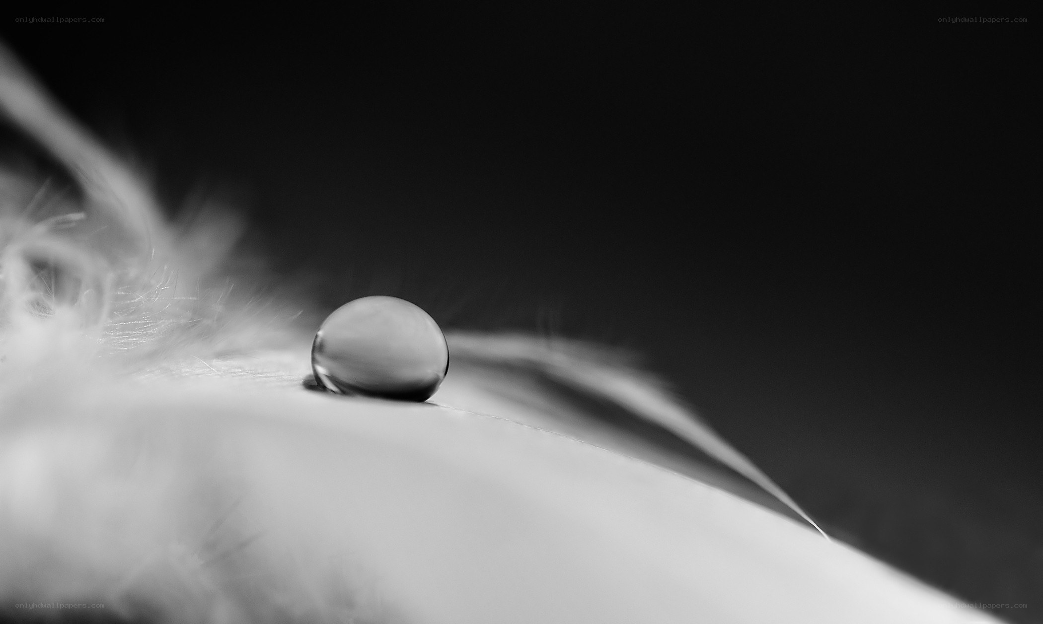 Water droplet on a feather