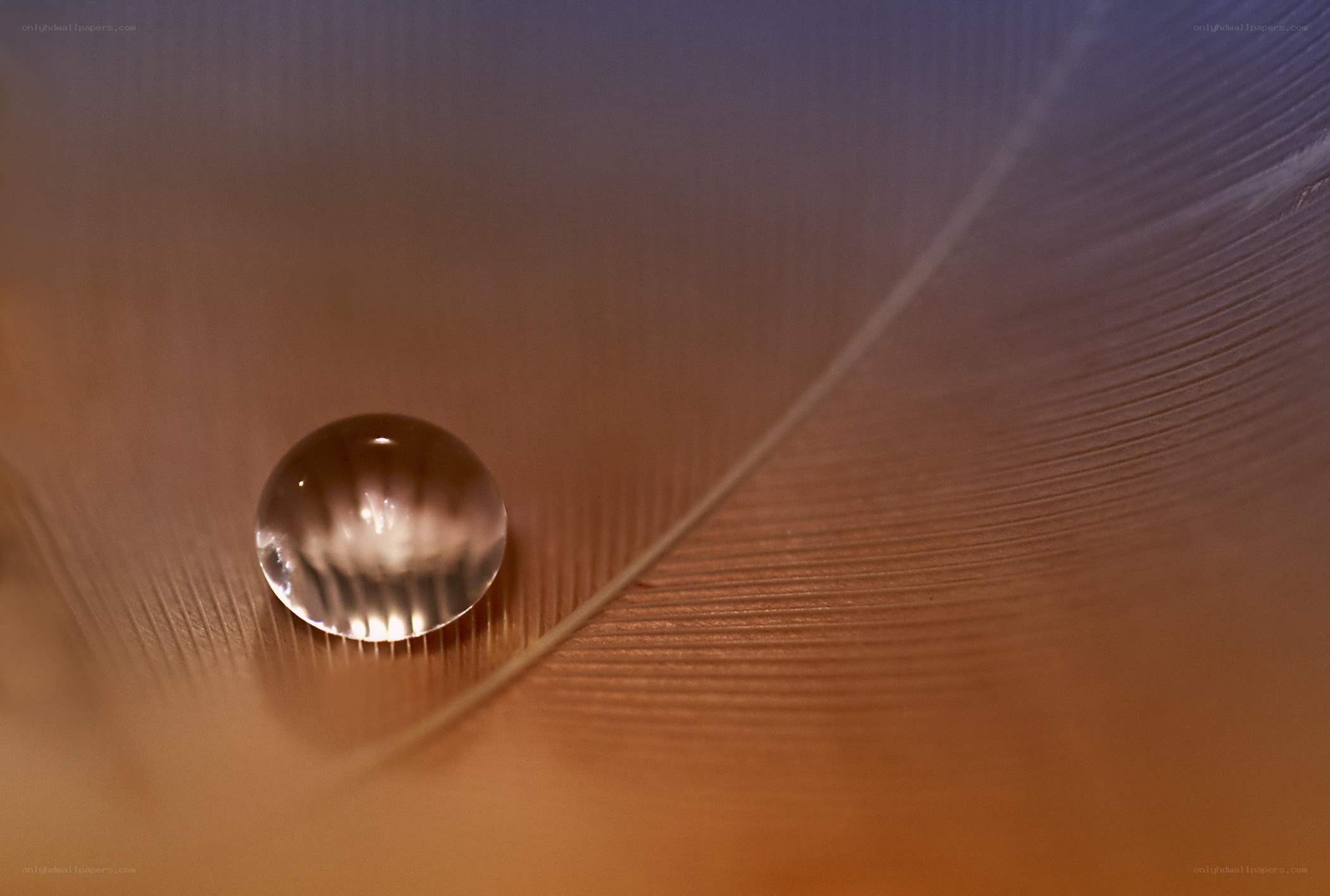 Water droplet on a feather