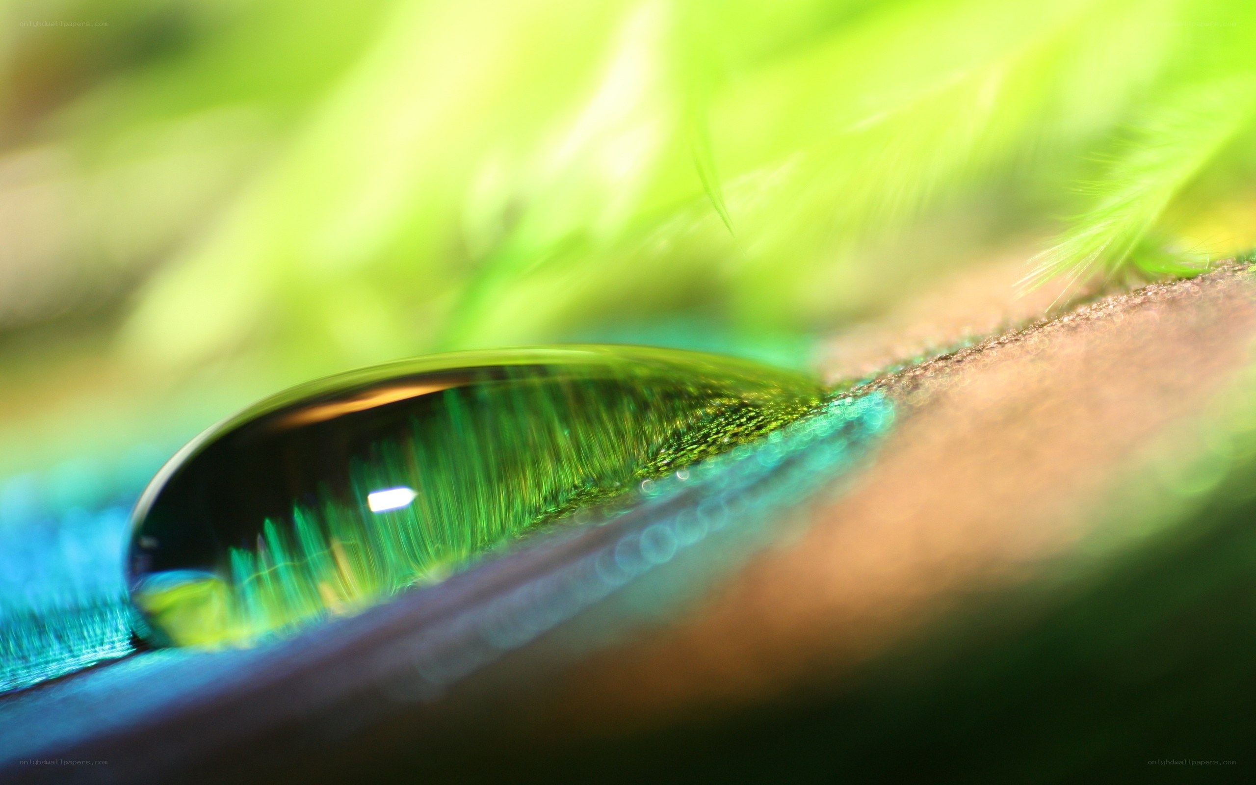 Water droplet on a feather