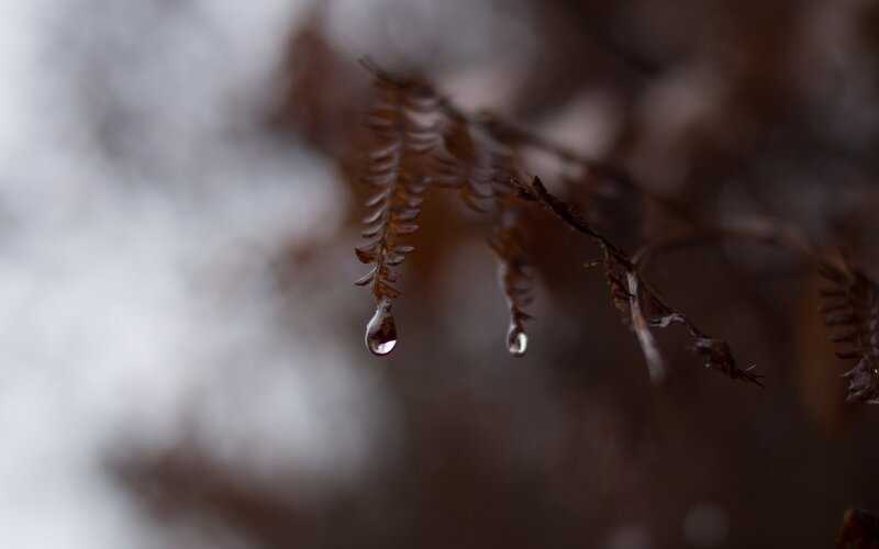 Water droplet on a fern