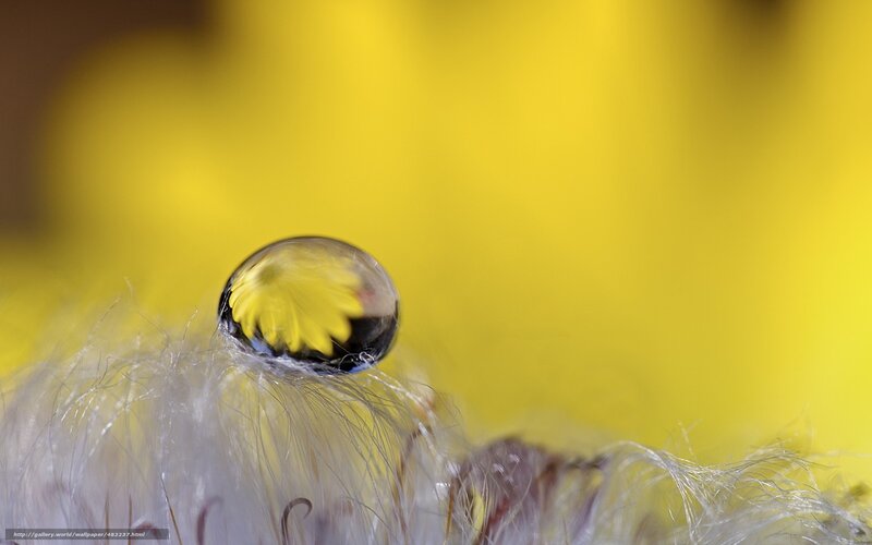 Water droplet on a flower