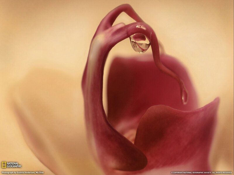 Water droplet on a flower
