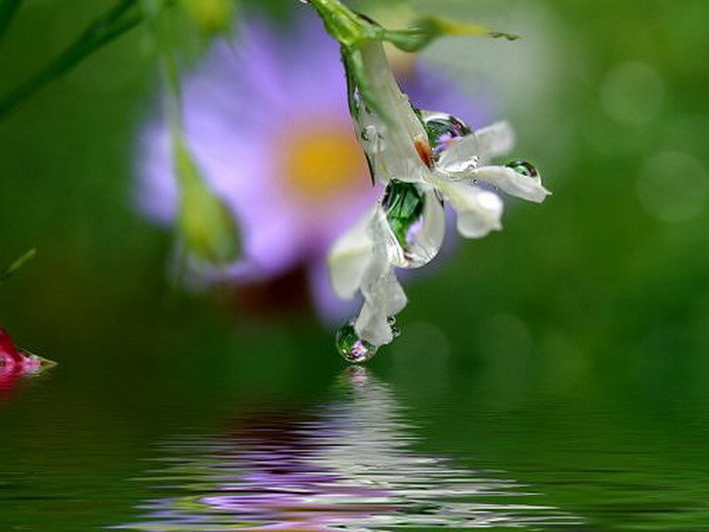 Water droplet on a flower