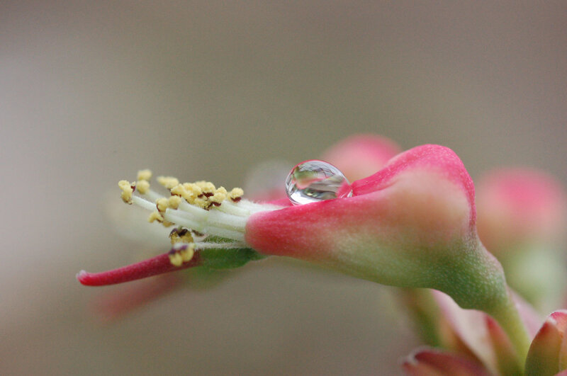 Water droplet on a flower bud