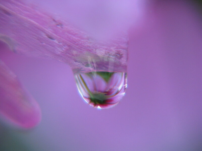 Water droplet on a flower petal