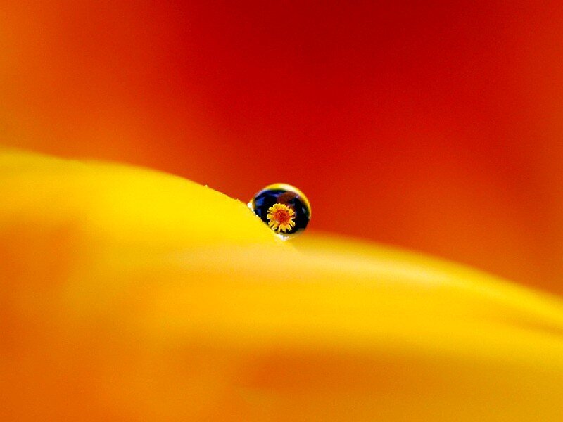 Water droplet on a flower petal