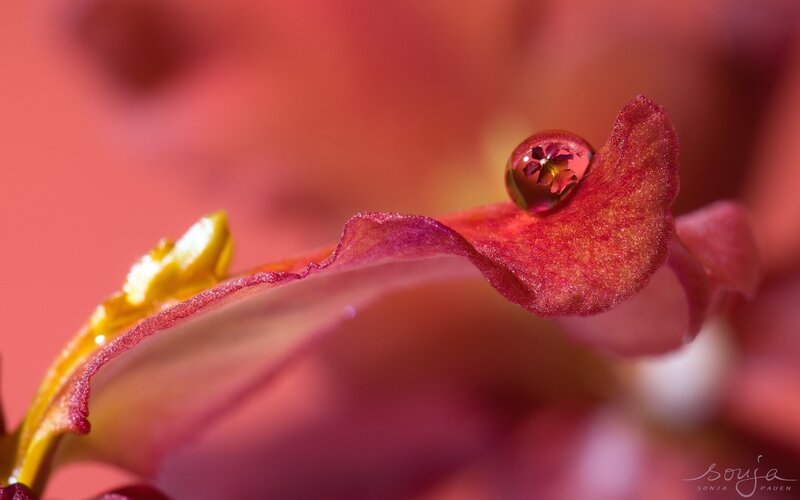 Water droplet on a flower petal