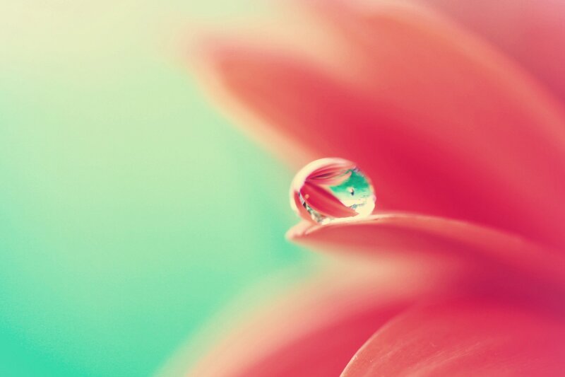 Water droplet on a flower petal