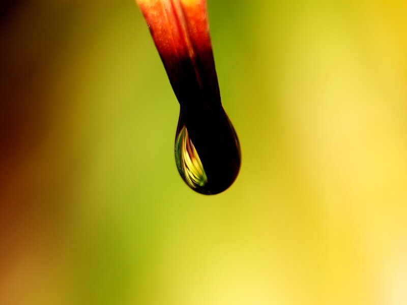 Water droplet on a flower petal