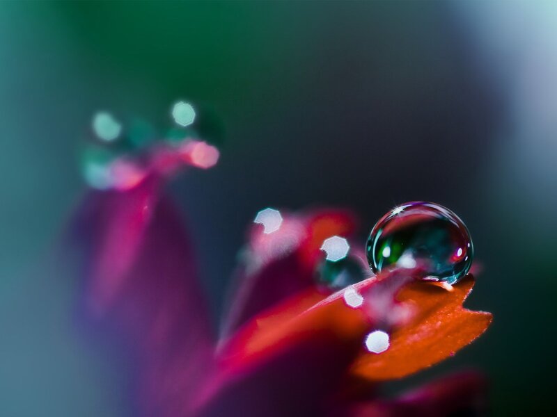 Water droplet on a flower petal
