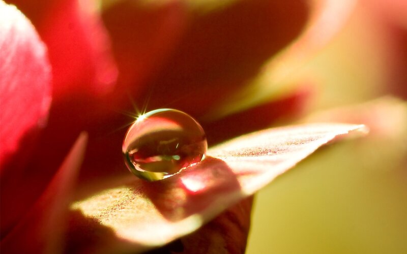 Water droplet on a flower petal