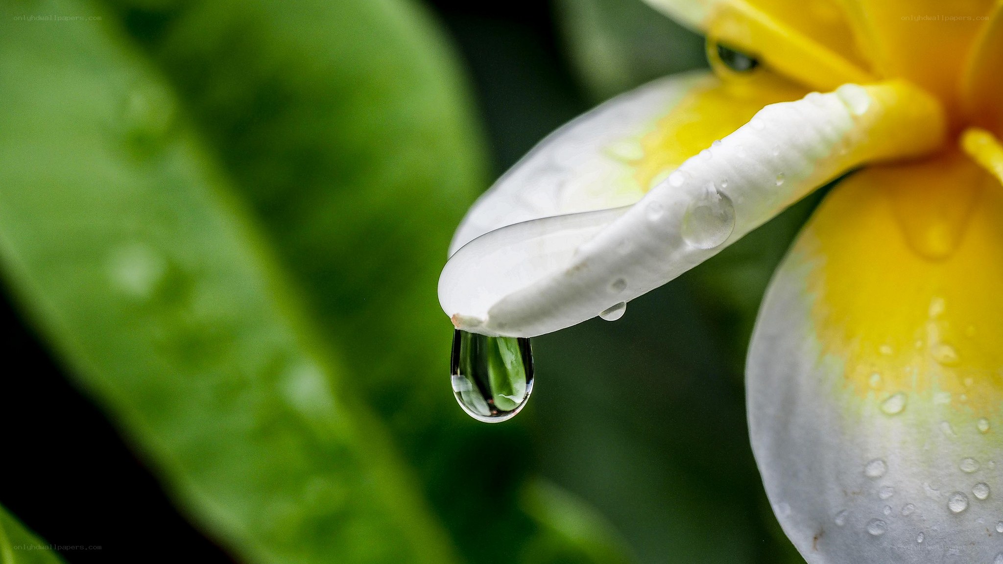 Water droplet on a flower