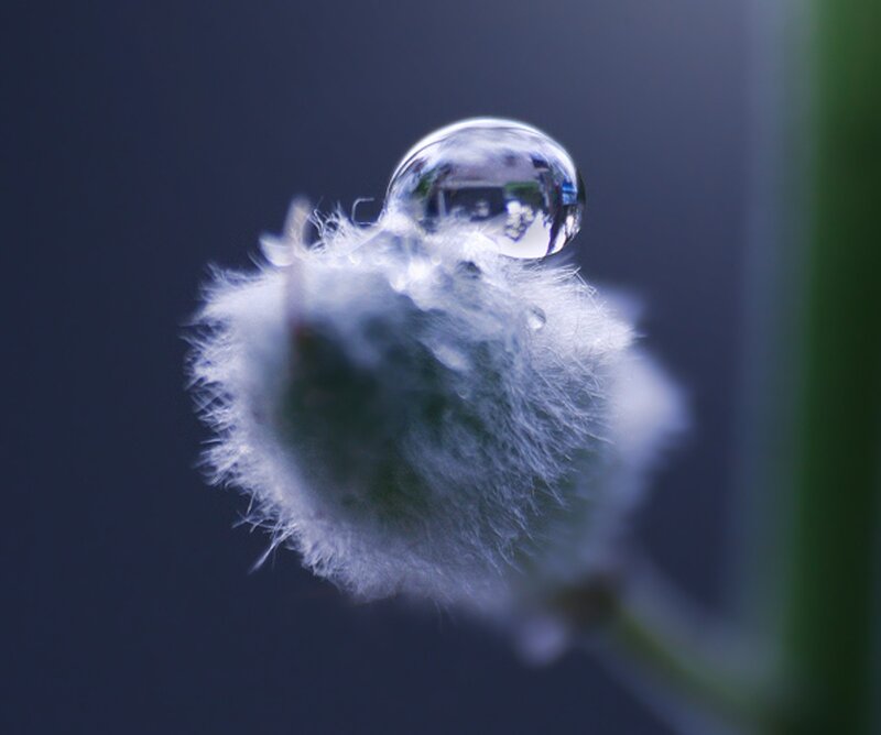 Water droplet on a fluffy plant