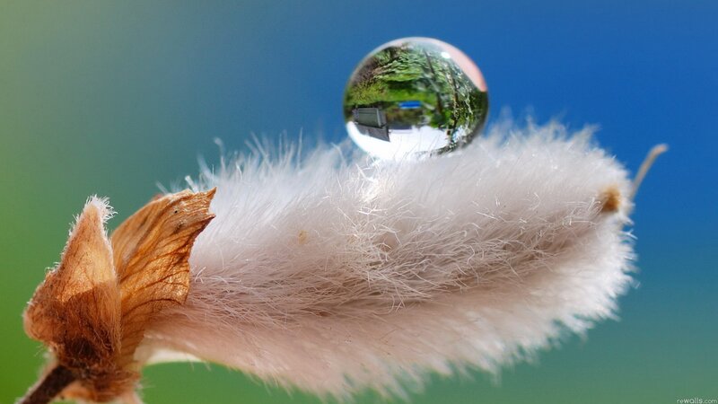 Water droplet on a fluffy plant