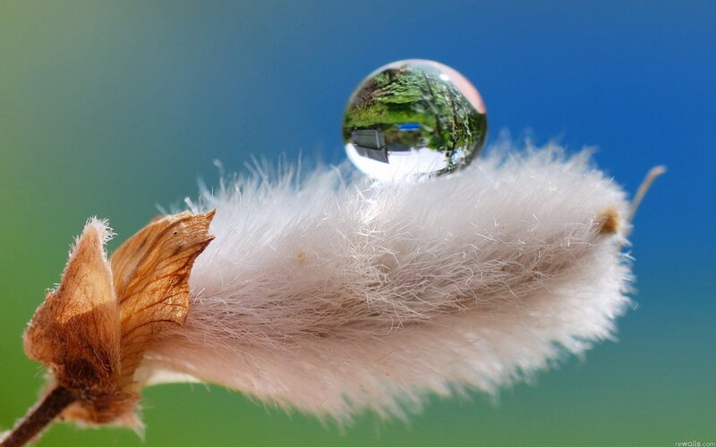 Water droplet on a fluffy plant