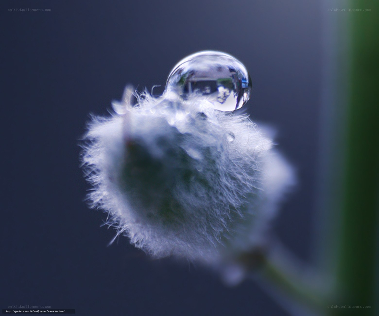 Water droplet on a fluffy plant