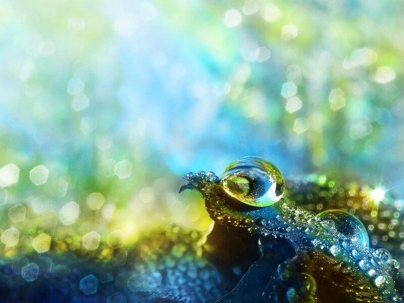 Water droplet on a frog