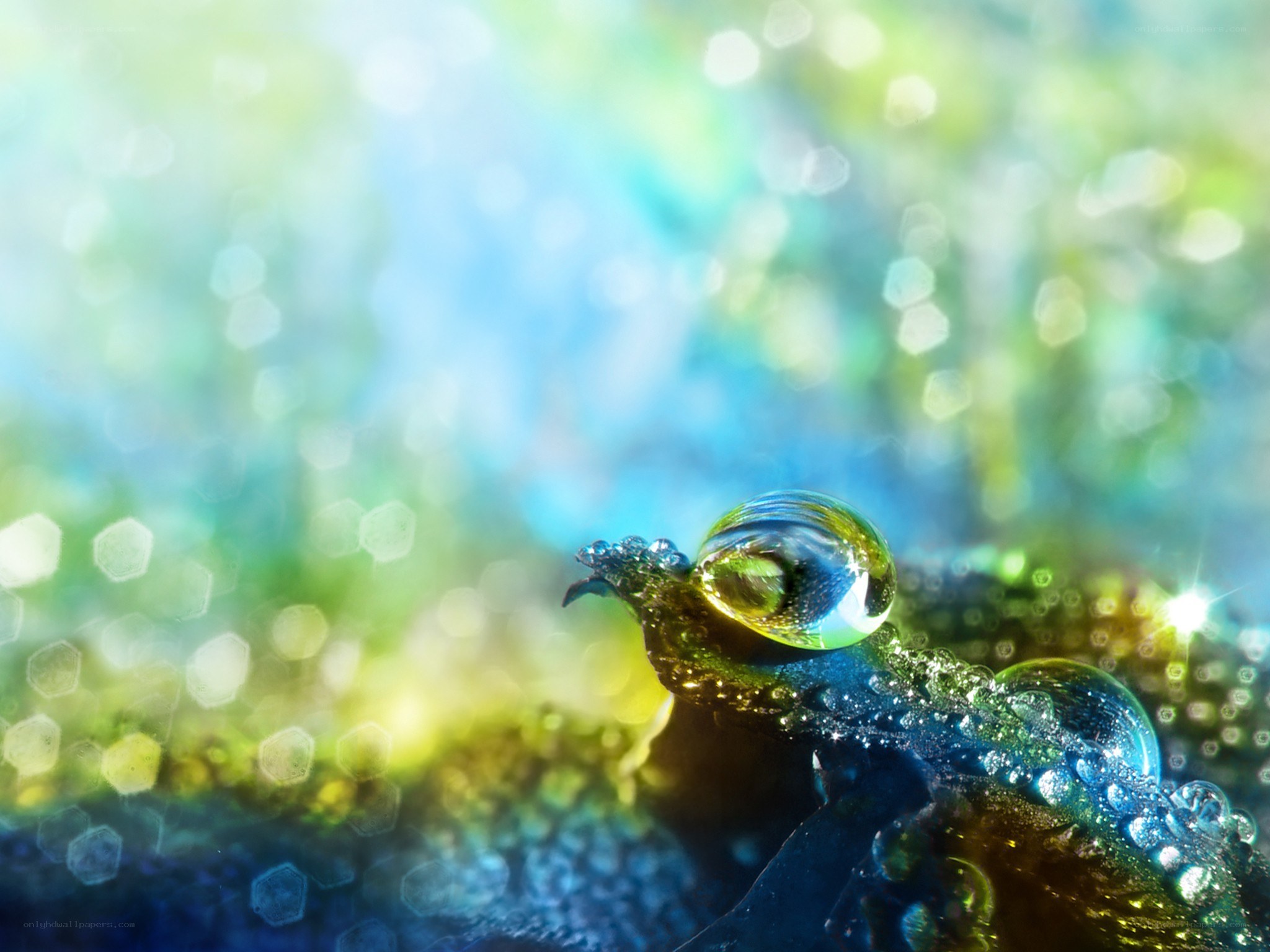 Water droplet on a frog