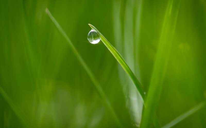 Water droplet on a grass blade
