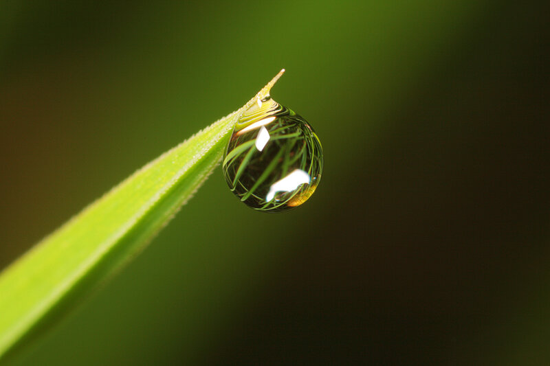 Water droplet on a grass blade