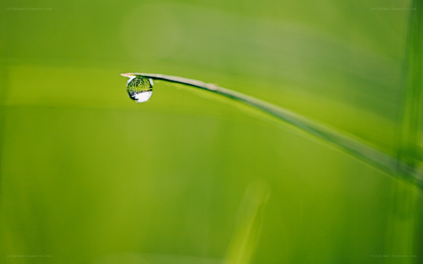 Water droplet on a grass blade