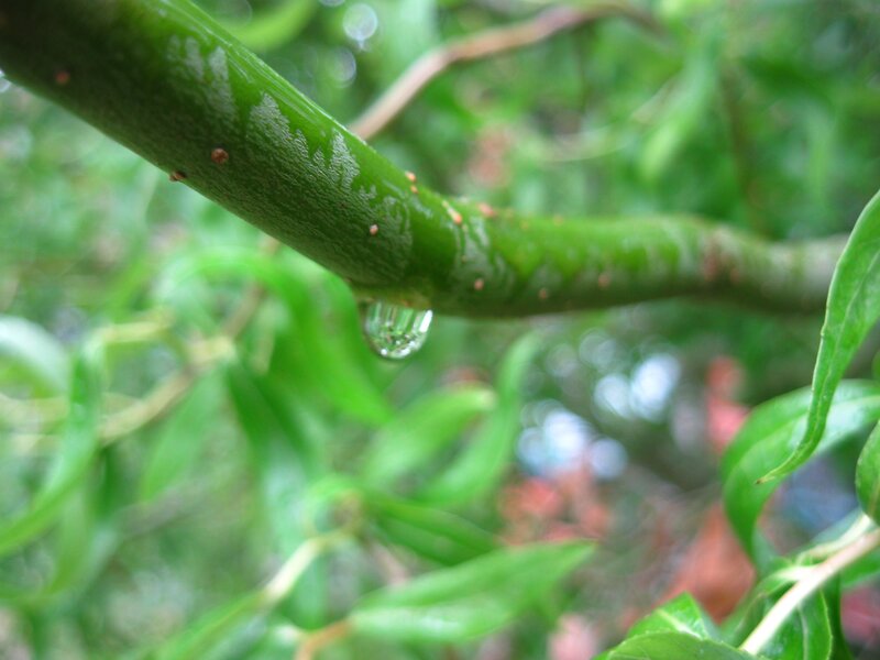 Water droplet on a green branch