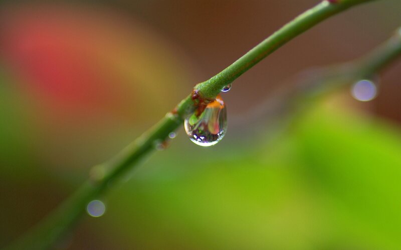 Water droplet on a green branch