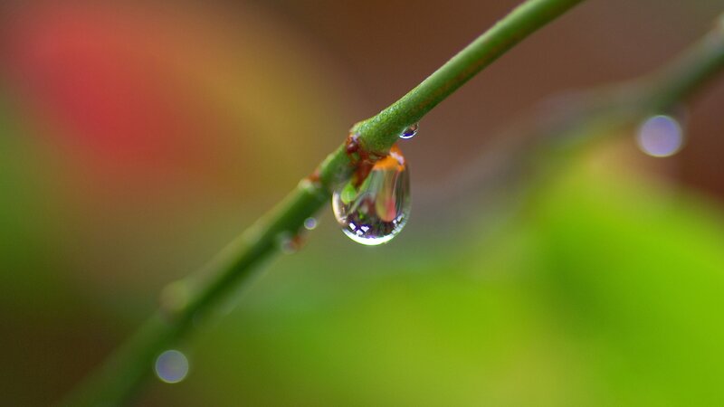 Water droplet on a green branch