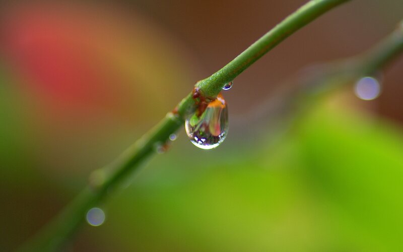 Water droplet on a green branch
