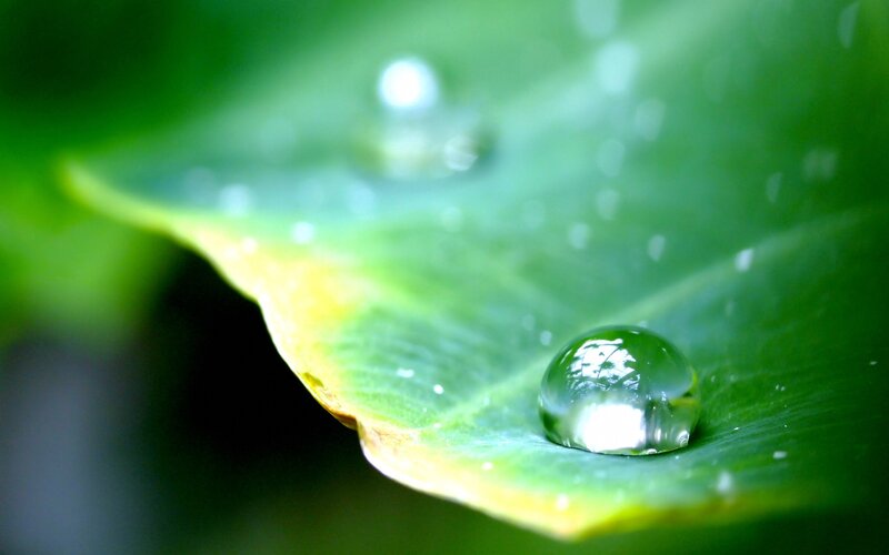 Water droplet on a green leaf