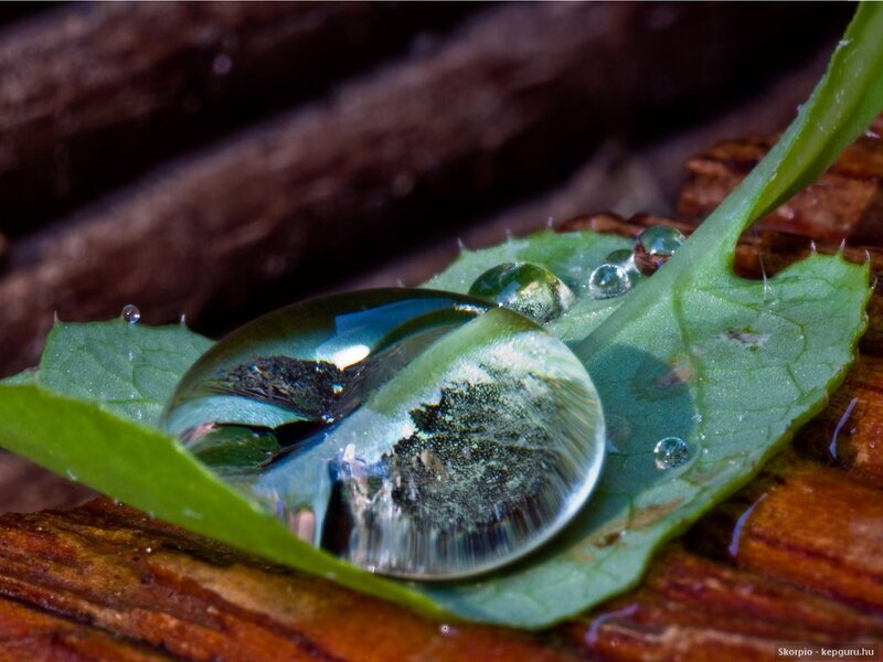 Water droplet on a green leaf