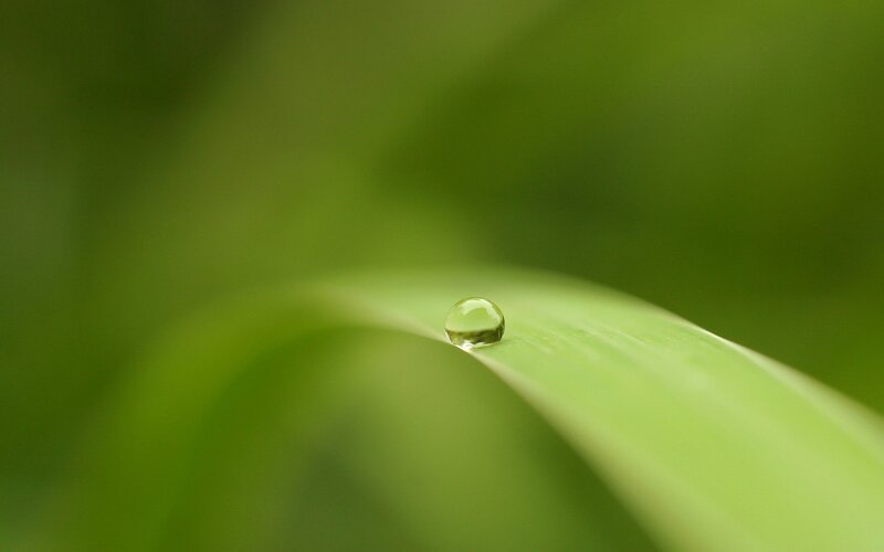 Water droplet on a green leaf