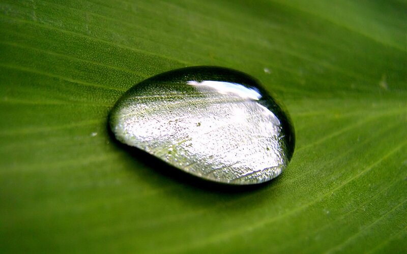 Water droplet on a green leaf