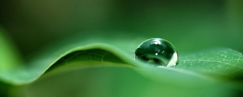 Water droplet on a green leaf