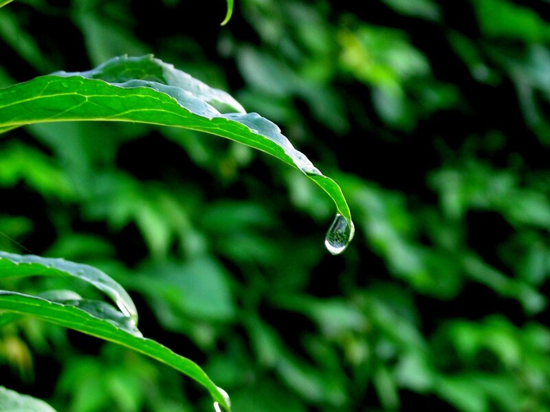 Water droplet on a green leaf