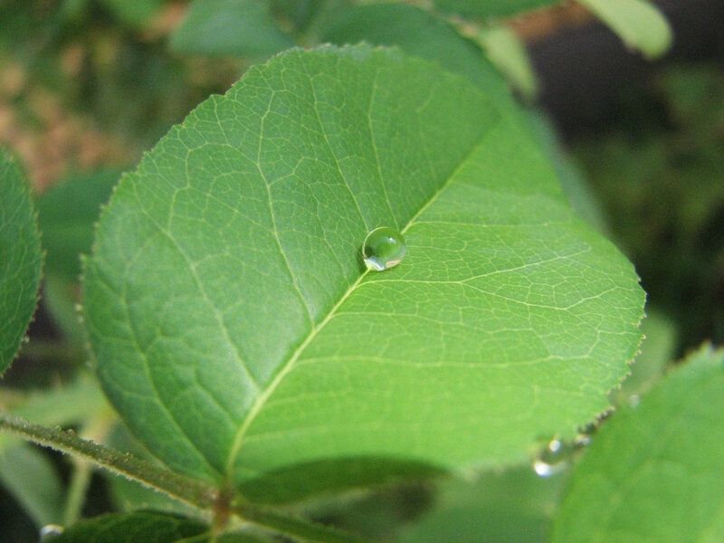 Water droplet on a green leaf