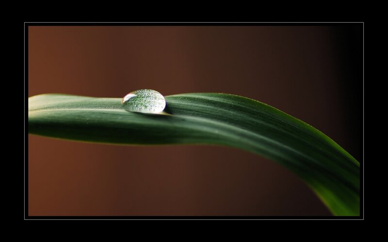 Water droplet on a green leaf