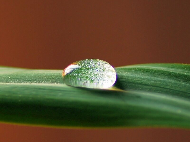 Water droplet on a green leaf