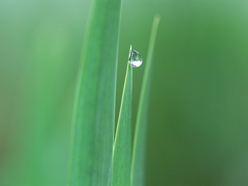 Water droplet on a green leaf