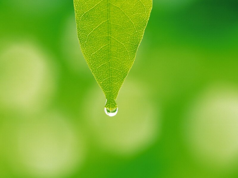 Water droplet on a green leaf