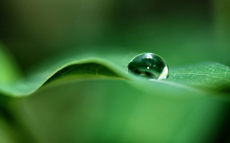 Water droplet on a green leaf