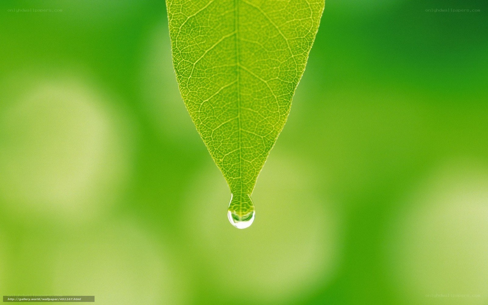 Water droplet on a green leaf