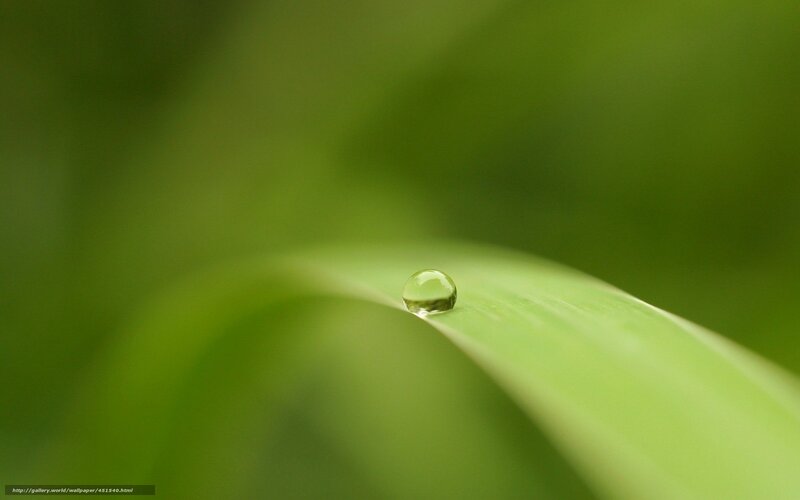 Water droplet on a green leaf