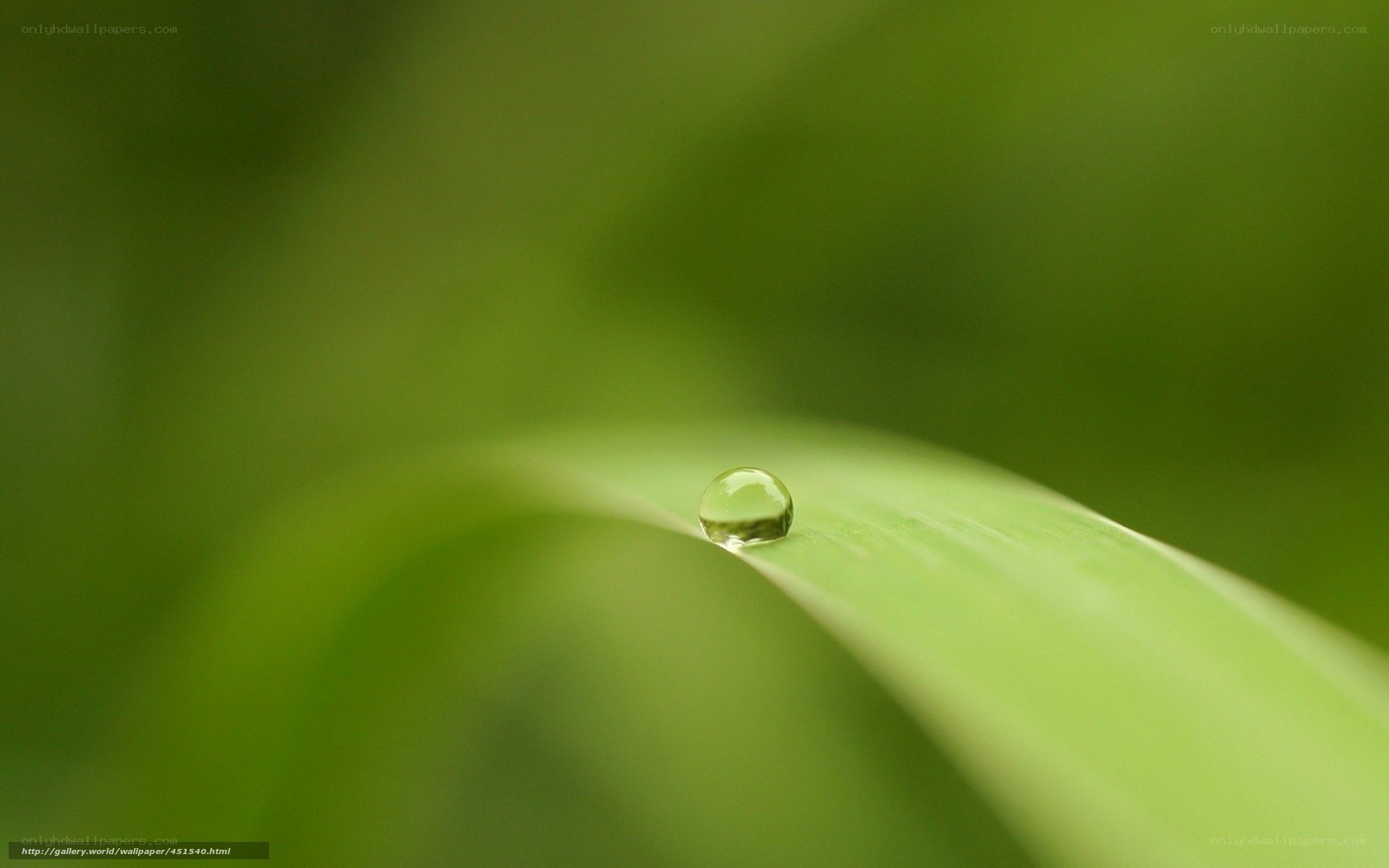 Water droplet on a green leaf