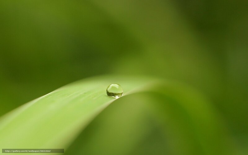 Water droplet on a green leaf