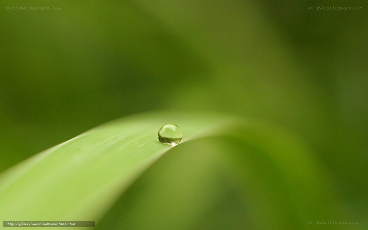 Water droplet on a green leaf