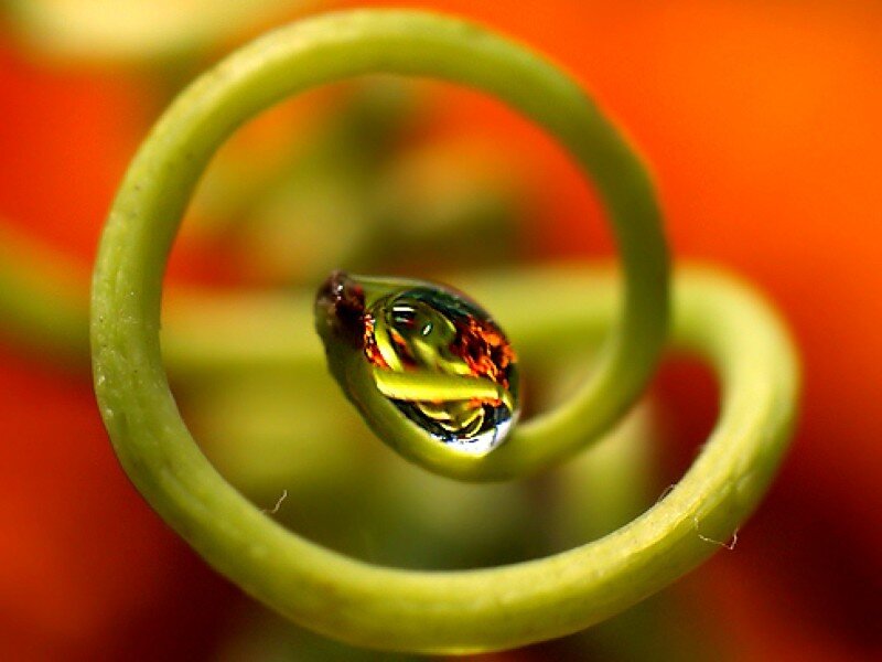 Water droplet on a green tendril